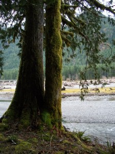Lake Cushman Riverbed - shore